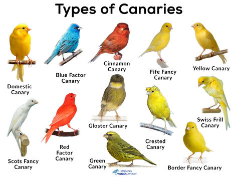 Canary birds as pets, care & cage requirement, how long do they live, what do they eat, training them, canary singing video, images Canaries Bird Pets, Canaries Bird, Pet Canary, Birds As Pets, Birds Types, Type Of Birds, Singing Canary, Canary Singing, Vibrant Birds