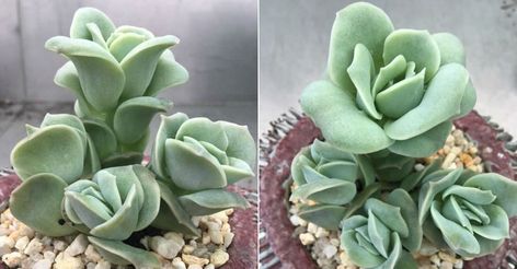 x Graptoveria 'Lovely Rose' is an attractive, small succulent plant with tightly compacted, plump, gray-green leaves that form a beautiful... Types Of Succulents Plants, Small Succulent Plants, Plant Succulents, Types Of Succulents, Succulents Plants, Small Succulents, Low Maintenance Plants, Plants Indoor, House Plants Indoor