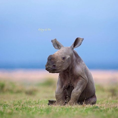 Rhino Love on Instagram: “Sometimes you just need to sit and reflect! 📸:@gregdutoit Credited by : @ausrhinoproject . . . #rhino #rhinolove #rhinos #rhinosofinstagram…” Northern White Rhino, Mammal Photography, Rhinoceros Illustration, Rhino Cartoon, Rhinoceros Art, Rhino Baby, Zoo Book, Save The Rhino, Baby Rhino