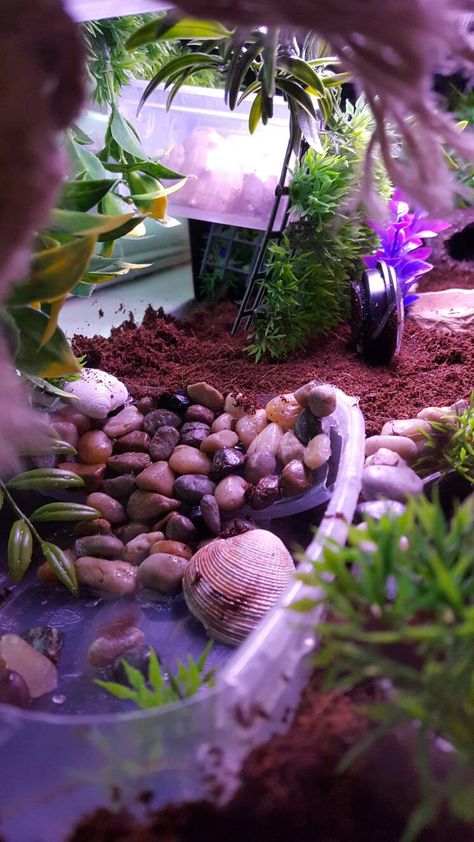 Crab Terrarium, Hermit Crab Cage, Hermit Crab Homes, Crab Habitat, Lizard Cage, Bearded Dragon Terrarium Ideas, Hermit Crab Habitat, Funny Animal Pics, Pets Illustration