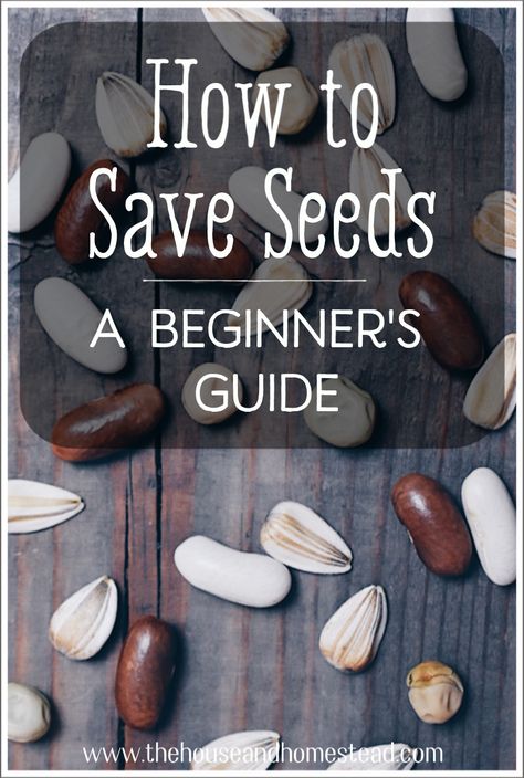 How to Save Seeds: Seed Saving for Beginners Homestead Mood Board, Saving Seeds From Vegetables, Farming Hacks, How To Save Seeds, Plantarea Legumelor, Save Seeds, Saving Seeds, Self Sufficient Homestead, Garden Cactus