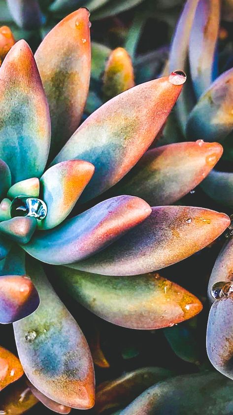 Succulent Illustration, Bored Wallpaper, Flower Photography Art, Dragon Fruits, Succulents Wallpaper, Succulent Photography, Succulent Painting, Lovely Pictures, Watercolor Succulents