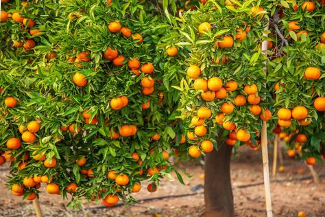 Clementine Tree, Murphy Bar, Slate Patio, Brick Edging, Lattice Fence, Orange Christmas, Fruit Peel, This Old House, Magical Garden