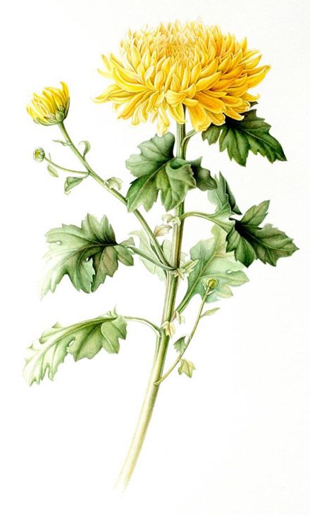 Chrysanthemum Scientific Illustration, Yellow Chrysanthemum Drawing, Chrysanthemum Flower Illustration, Chrysanthemum Botanical Illustration, Chrysanthemum Flower Drawing, Chrysanthemum Illustration, Watercolor Chrysanthemum, Chrysanthemum Drawing, Chrysanthemum Art