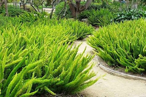 Fern Seeds, Asparagus Densiflorus, Foxtail Fern, Ferns Garden, Tropical Garden Design, Hedging Plants, Asparagus Fern, Fragrant Plant, Ground Cover Plants