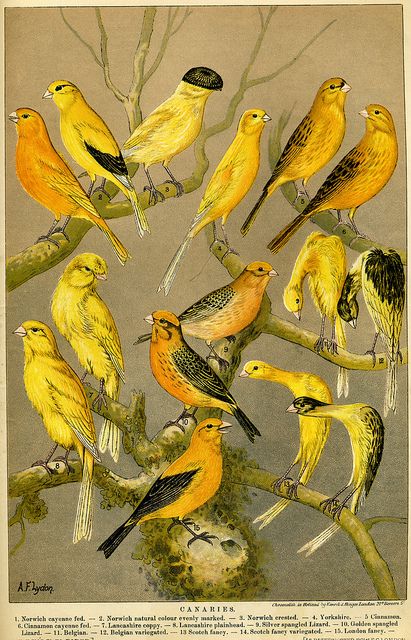 canaries Images Vintage, Scientific Illustration, Bird Illustration, Vintage Birds, Mellow Yellow, Bird Prints, Botanical Illustration, Natural History, Bird Art