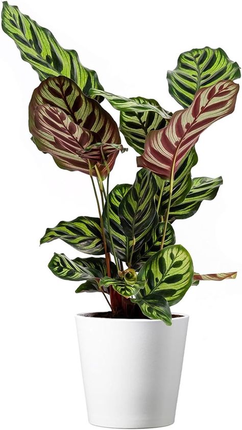 American Plant Exchange Calathea Makoyana with White Pot Cover, 6-Inch Pot, Easy Care, Live Indoor Prayer Plant, Pet Safe, Tropical Houseplant for Home & Office Décor Prayer Plants Houseplant, Plant Mirror, Calathea Makoyana, Flower Reference, White Pot, Prayer Plant, Pot Cover, Africa Map, Yellow Hoodie