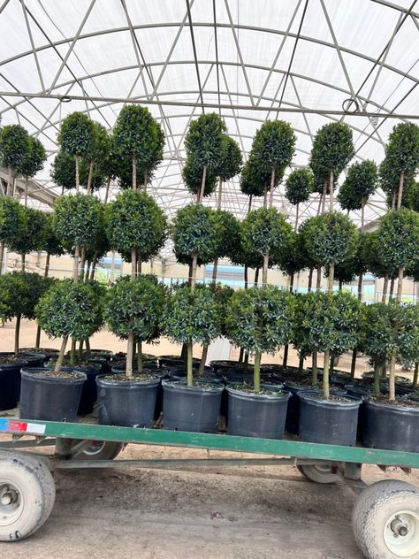 14” Eugenia Globulus Topiary 3 Ball Plants