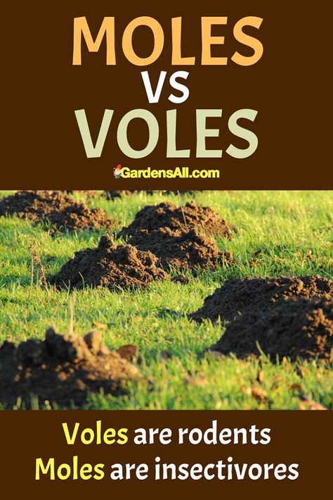 How to Get rid of MOLES in the Yard and Garden - GardensAll - Yard Hydrant Ideas, Mole Repellent How To Get Rid, Voles In Yard Get Rid Of, How To Get Rid Of Voles In Your Yard, Moles In Yard Get Rid Of, Getting Rid Of Moles In Yard, Ground Moles Get Rid Of, How To Get Rid Of Moles In Your Yard, Homestead Beginner