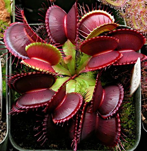 Bog Plants, Venus Flytrap, Strange Flowers, Weird Plants, Pitcher Plant, Venus Fly Trap, Fly Traps, Unusual Plants, Unusual Flowers