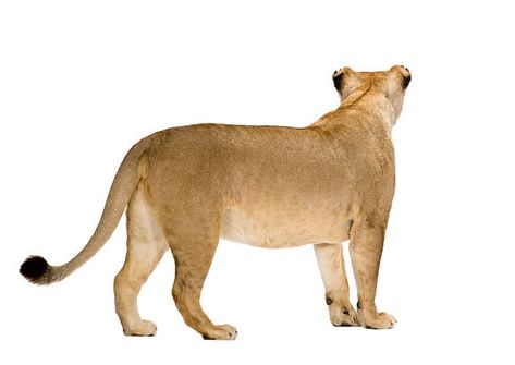 Lion Sitting, Lion Tail, Panthera Leo, Animal Anatomy, Back View, Big Cats, Character Concept, Anatomy, Lion