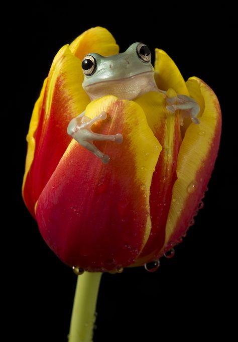 Whites tree frog (AngiWallace) Whites Tree Frog, Frog Pictures, Funny Frogs, Tree Frog, A Frog, Tree Frogs, Reptiles And Amphibians, Cute Frogs, Red And Yellow