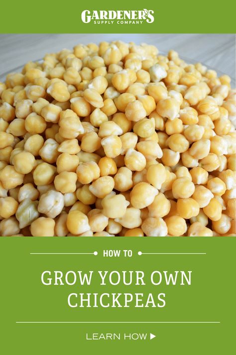 Do you try to grow something new every year? Consider chickpeas! Aka garbanzo beans, or Cicer arietinum. Chickpeas are packed with nutrients and have a high protein content. They enrich the soil by fixing nitrogen from the air, are water-efficient, don’t need much fertilizer, and can be stored for long periods of time. In other words, they are great crops to feed the world! Growing Chickpeas, Grow Chickpeas, Garbonzo Beans, Tropical Food, Outdoor Food, Edible Landscaping, Food Forest, Garbanzo Beans, Food Garden