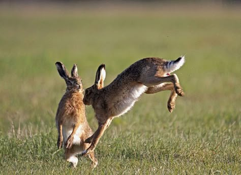 Hares jumping - Hares Hare Pictures, Nature Photography Animals, Rabbit Jumping, Hare Painting, Wild Hare, Rabbit Pictures, Animal Action, Scary Dogs, Afternoon Sun