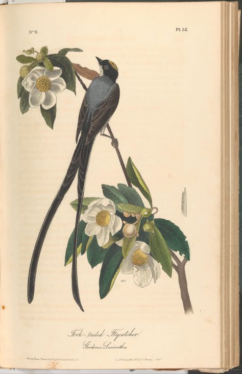 James Audubon Birds, Audubon Prints, Flat Art, Audubon Birds, Bird Plates, James Audubon, Birds Of America, Bird Poster, John James Audubon