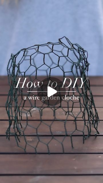 Katie McGinn | Garden Coach & Wildcrafter on Instagram: "Want to make a wire garden cloche? 👇🏻 I have always wanted those beautiful expensive chicken wire cloches to protect my seedlings from bunnies. It’s been something on my wish list, but I’ve never pulled the trigger buying them. Until one day I found myself with half of my seedlings decimated by bunnies - simply because I neglected to cover them. I needed to act quick. I still didn’t those beautiful cloches, but I did have chicken wire! Though this wire cloche may not be as beautiful as the ones I have coveted, they are easy inexpensive and easy to make. And most importantly - they work! You can make these cloches any size you like. But keep in mind that bunnies only nibble on seedlings. Once you plant has had a chance to grow, t Ramin Djawadi, Wire Cloche, Garden Cloche, Wire Cover, Chicken Wire, Chicken, Square, Instagram