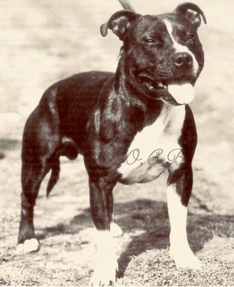 Staffy Bull Terrier, English Staffordshire Bull Terrier, Staffordshire Bull Terriers, Irish English, Manchester Terrier, Scary Dogs, Terrier Breeds, American Pit Bull Terrier, American Staffordshire Terrier