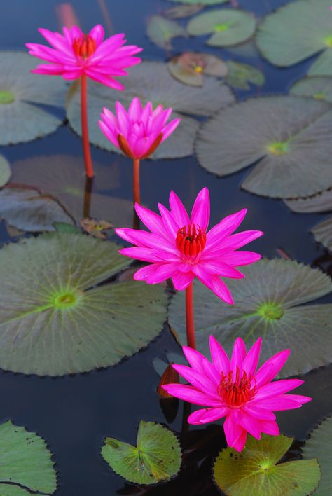 Lotus Flower Pictures, Lily Lotus, Pink Lotus, Lotus Flowers, Beautiful Rose Flowers, Aquatic Plants, The Pond, Water Flowers, Exotic Flowers