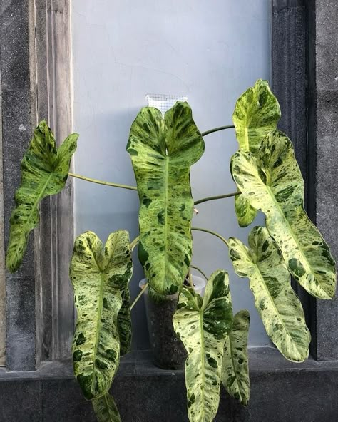 Philodendron Paraiso Verde 😍 Once you put these on a moss pole they really start to take off and produce big, beautiful leaves! 🪴 Pick yours up today @plant_vault 🪴 ✨ Shop & follow @plant_vault ✨ #paraisoverde #philodendronparaisoverde #philoparaisoverde Moss Pole, Alocasia Plant, Plant Goals, Tropical Flower Plants, Philodendron Plant, Plants Are Friends, Beautiful Leaves, Plant Wishlist, Inside Plants