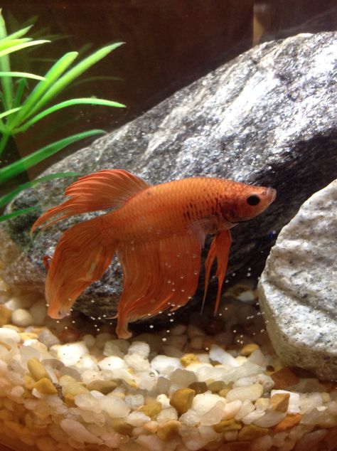 Orange Betta Fish, Beta Fish, Beautiful Fish, Betta Fish, Fish Pet, Fish, Orange, Animals, Art