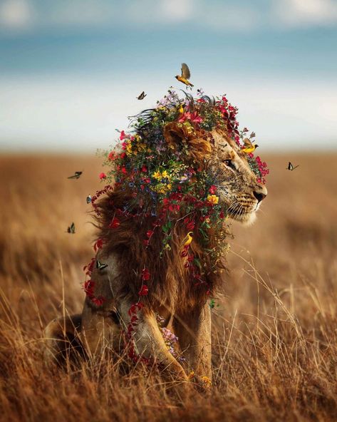 Fantasy Lion, Image Swag, Most Beautiful Animals, Lion Art, A Lion, Jolie Photo, Animal Wallpaper, Animal Photo, Beautiful Creatures