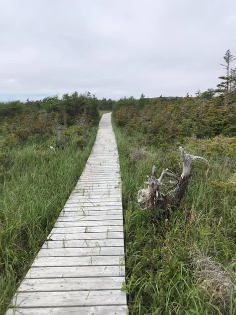 L'anse Aux Meadows, Human Migration, Viking Village, Parks Canada, Out Of Africa, Newfoundland And Labrador, Indigenous People, Walking Trails, Ancient Artifacts