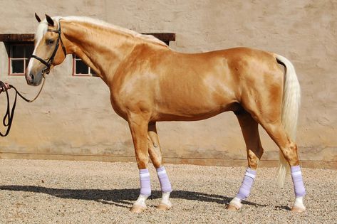 Napoleon - 15.2h Palomino Part Saddlebred Stallion | Flickr Palomino Horses, Stunning Horses, American Saddlebred Horses, Horse Herd, Gorgeous Horses, Palomino Horse, American Saddlebred, Horse Dressage, Andalusian Horse