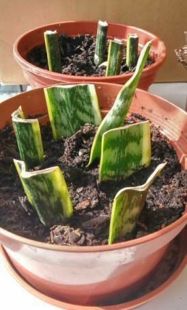 Propagation Methods, نباتات منزلية, Plant Growing, Inside Plants, Indoor Gardens, Greenhouse Gardening, Propagating Plants, House Plants Indoor, Snake Plant