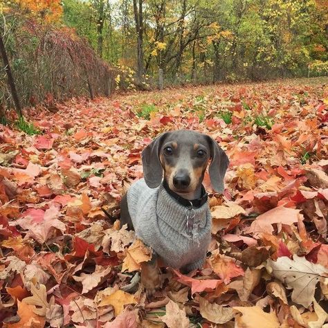 Crusoe The Celebrity Dachshund, Red Dachshund, Miniature Dachshunds, Doxie Dogs, Dachshund Mom, Cute Dog Pictures, Weenie Dogs, 2023 Vision, Dachshund Lovers