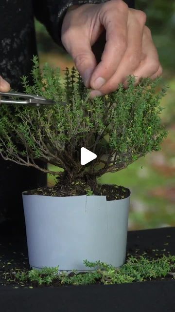 Bonsai Empire on Instagram: "These Thyme plants are widely available in supermarkets and garden centers - but do they make nice #Bonsai trees? In this video Oscar styles this cheap thyme (about 10 USD) into a little Bonsai tree.⁠ ⁠ Serious about growing your own Bonsai trees? Then consider enrolling in one of our online Bonsai Courses, taught by expert teachers. For the curriculums and free lectures, see link in bio." Bonsai Plants How To Grow, Oak Bonsai Trees, Lavender Bonsai, Rosemary Bonsai, Birch Bonsai, Bonsai Aesthetic, Oak Bonsai, Boxwood Bonsai, Diy Bonsai