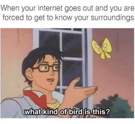 When your internet goes out and you are forced to get to know your surroundings... Kinds Of Birds, College Humor, 웃긴 사진, Memes Humor, E Card, Funny Posts, Eminem, Dankest Memes, Nct 127