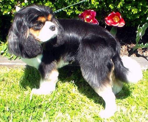 10 Best Cavalier King Charles Spaniel Haircuts - The Paws Elvis Tcb, Cavalier King Charles Spaniel Puppy, Charles Spaniel Puppy, King Charles Spaniel Puppy, Dog Grooming Styles, King Charles Puppy, Cavalier King Charles Dog, Cavalier Spaniel, King Charles Dog