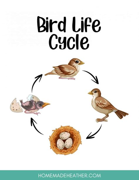 Lifecycle Of A Bird, Hummingbird Life Cycle, Bird Life Cycle Activities, Life Cycle Of A Bird Free Printables, Bird Life Cycle Preschool, Birds Activity For Preschool, Birds For Preschoolers, Birds Kindergarten Activities, Life Cycle Of A Bird