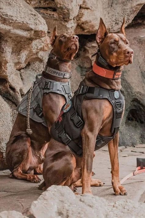 Doberman Breed, Strong Dogs, Army Dogs, Big Dog Breeds, Pinscher Dog, Doberman Pinscher Dog, Scary Dogs, Doberman Dogs, Pretty Dogs