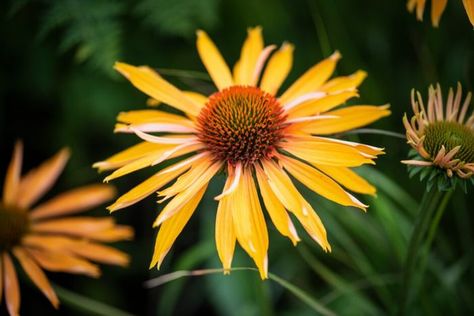 Find help & information on Echinacea 'Big Kahuna' (PBR) coneflower 'Big Kahuna' from the RHS Big Kahuna, Wildlife Gardening, Gardening Advice, Herbaceous Perennials, Plant Health, Flower Border, Perennials, Plants