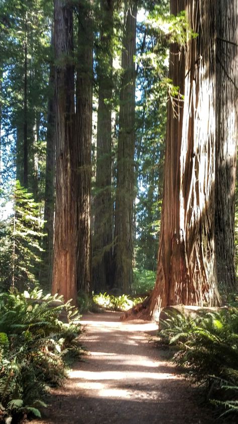 Redwood Trees California, Northern California Aesthetic, Spooky Landscapes, Redwood Tattoo, Forest Trip, Redwood Forest California, Northern California Coast, Coast Redwood, Coastal Redwood