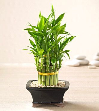 Feng Shui Indoor Plants, Plants Indoor Design, Bamboo House Plant, Indoor Bamboo, Feng Shui Plants, Indoor Plants Low Light, Growing Bamboo, Lucky Bamboo Plants, Bamboo Plant