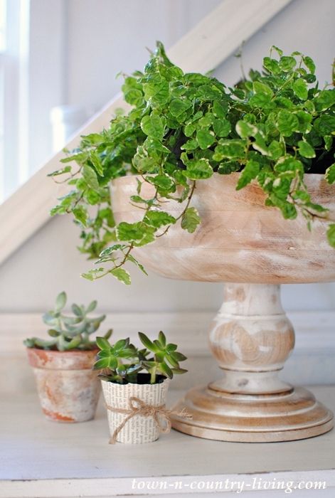 Creeping Fig or Ficus Pumila Styling A Console Table, Style A Console Table, How To Style A Console Table, Rustic Glam Decor, Texture Pictures, Pretty Porches, Tabletop Planter, Decorative Bowl Filler, Creeping Fig