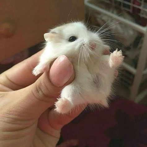 Saved Images, Funny Hamsters, Cute Small Animals, Cute Animals Puppies, Cute Rats, Funny Animal Photos, Cute Hamsters, Super Cute Animals, Pretty Animals