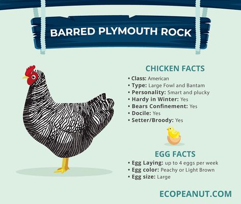 Barred Plymouth Rock Chicken Coop Decor Ideas, Best Chickens For Eggs, Barred Plymouth Rock Chickens, Barred Plymouth Rock, Barred Rock Chickens, Chickens For Eggs, Plymouth Rock Chicken, Best Laying Chickens, Chicken Facts