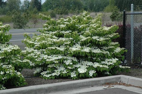 Find Shasta Doublefile Viburnum (Viburnum plicatum 'Shasta') in Greensboro High Point Winston-Salem Summerfield North Carolina NC at New Garden Landscaping & Nursery Doublefile Viburnum, Viburnum Plicatum, Low Maintenance Landscaping Front Yard, Pine Garden, Landscape Nursery, Low Maintenance Shrubs, Homestead Gardens, Farm Nursery, Crape Myrtle