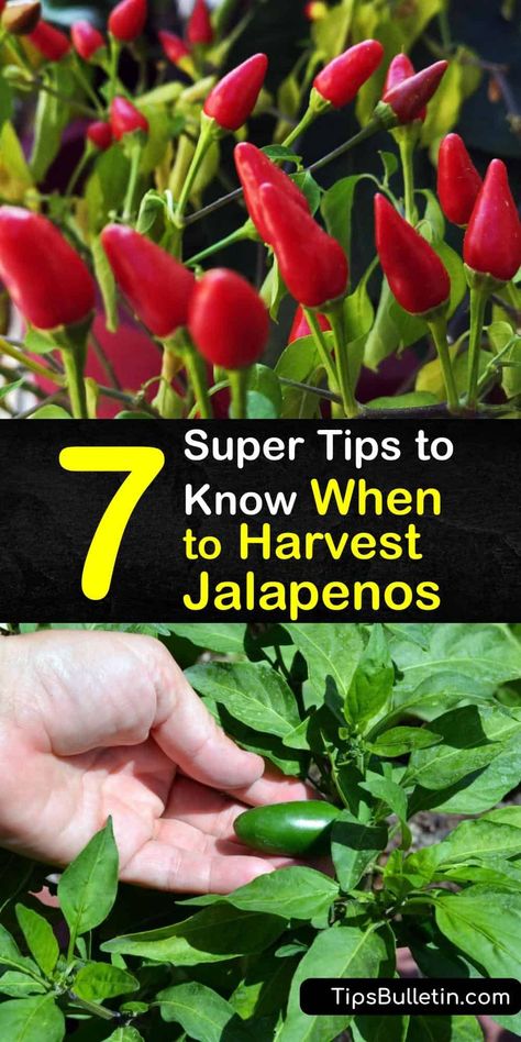 Grow Jalapenos In Containers, When To Pick Jalapeno Peppers, What To Do With Jalapenos From Garden, Grow Jalapenos From Seed, How To Save Jalapeno Peppers, Red Jalapenos, Pepper Plant Care, Growing Guajillo Peppers, Harvesting Jalapeno Peppers