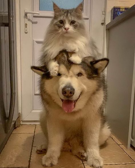 It’s Important For Everyone To See This Animals Friendship, Funny Cat Memes, Cute Cats And Dogs, Funny Animal Pictures, 귀여운 동물, Cute Funny Animals, Animals Friends, Dog Friends