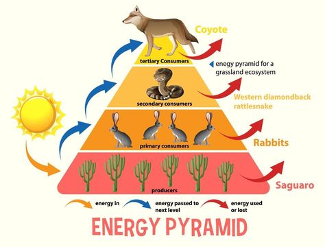 Ecological Pyramid, Desert Ecosystem, Energy Pyramid, Energy Use, Food Chain, Environmental Science, Ecosystem, Ipa, Ecology