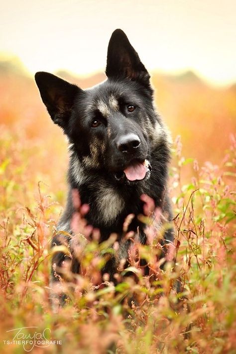 41 Regard Animal, Black German Shepherd, Dog Photoshoot, Yorkshire Terrier Puppies, Autumn Colours, Cat Photography, Appaloosa, Quarter Horse, German Shepherd Puppies