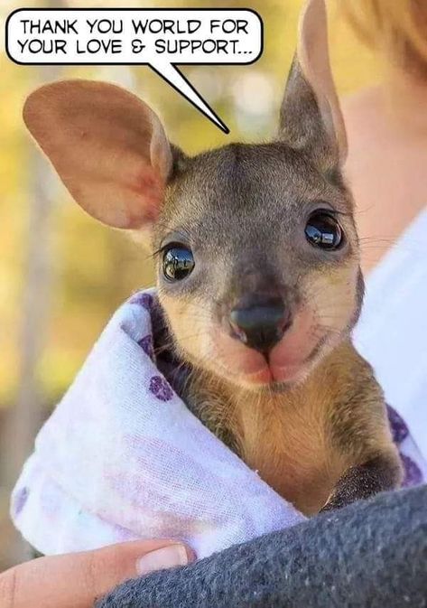 Joey Kangaroo, Baby Kangaroo, Australia Animals, Australian Animals, Cute Animal Photos, Cute Creatures, Sweet Animals, Animal Photo, 귀여운 동물