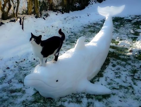 cat White Cat, The Snow, Black And White, White, Black