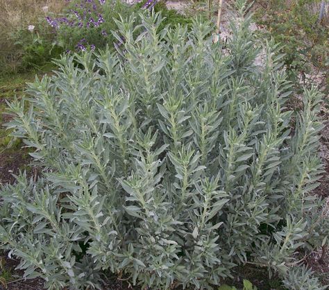 Boarder Plants, Lavender Companion Plants, Sage Bush, Salvia Apiana, Front Yard Plants, Sacred Garden, Sage Plant, Backyard Plan, California Native Plants