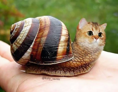 Weird Looking Animals, Animal Mashups, Photoshopped Animals, Adorable Creatures, Fake Animals, Silly Animals, Funny Cute Cats, Weird Animals, Silly Cats