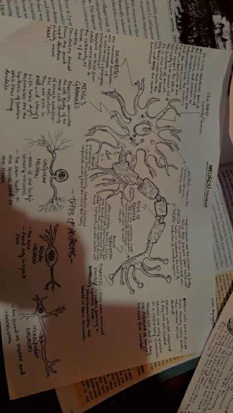 Cell Body Of Neuron, Types Of Neurons Notes, Neuron Drawing Notes, Neuron Diagram Aesthetic, Biology One Pager, Neurons Notes, Structure Of Neuron, Synapse Neurons, Neuron Drawing